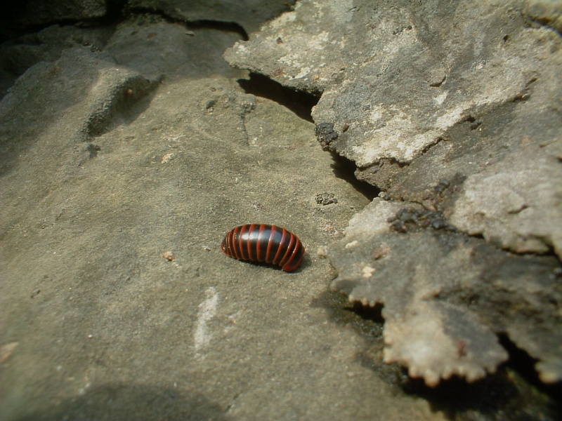 Glomeris annulata